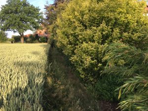 Zaunbau, Dirk Prothmann Garten- und Landschaftsbau, Hille