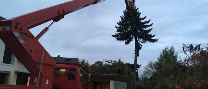 Baumfällung mit Hubsteiger, Dirk Prothmann Garten- und Landschaftsbau, Hille